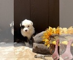 Small #2 Australian Shepherd