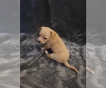 Small Photo #3 Chiweenie Puppy For Sale in PINSON, AL, USA