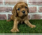 Small #4 Cavalier King Charles Spaniel