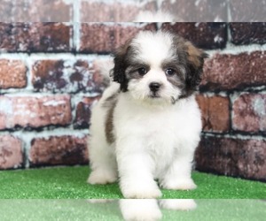 Zuchon Puppy for sale in BEL AIR, MD, USA