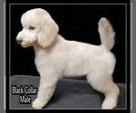 Small Photo #20 Poodle (Standard) Puppy For Sale in MANCHESTER, MI, USA