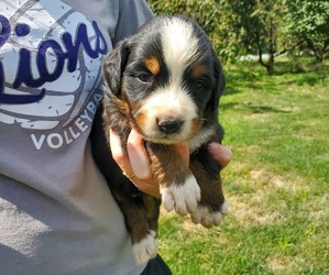 Bernese Mountain Dog Puppy for sale in LEETONIA, OH, USA