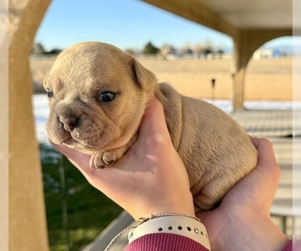 Medium Photo #2 French Bulldog Puppy For Sale in PUEBLO, CO, USA