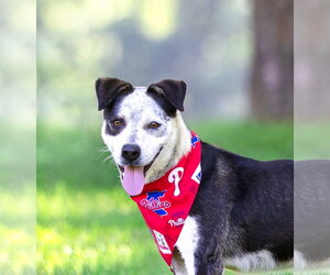 Mutt Dogs for adoption in Unionville, PA, USA