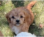 Puppy Oliver Cavapoo