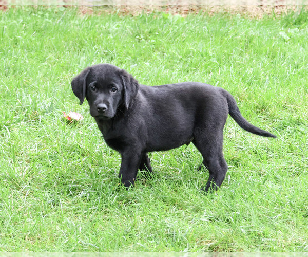 Medium Photo #5 Labrador Retriever Puppy For Sale in SYRACUSE, IN, USA