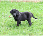 Small Photo #5 Labrador Retriever Puppy For Sale in SYRACUSE, IN, USA