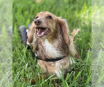 Small #5 Dachshund