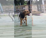 Small #27 Beagle