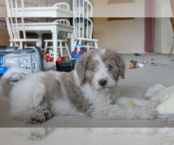 Medium Photo #10 Labradoodle Puppy For Sale in COLORADO SPRINGS, CO, USA