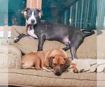 Small #6 American Pit Bull Terrier-Labrador Retriever Mix
