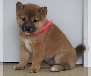 Shiba Inu Puppy for sale in FREDERICKSBG, OH, USA