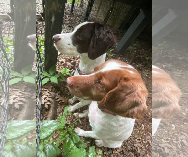 Medium Photo #3 Brittany Puppy For Sale in Curwensville, PA, USA