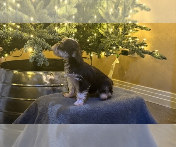 Medium Photo #2 Yorkshire Terrier Puppy For Sale in HESPERIA, CA, USA