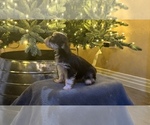 Small Photo #2 Yorkshire Terrier Puppy For Sale in HESPERIA, CA, USA