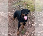 Small #4 Rottweiler Mix
