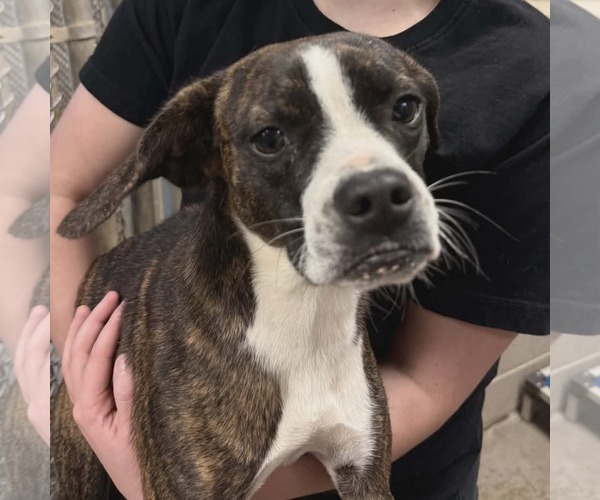 Medium Photo #1 Boxer-Unknown Mix Puppy For Sale in Dumont, NJ, USA