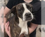 Small Boxer Mix