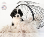 Small Photo #11 Saint Berdoodle Puppy For Sale in LEAVENWORTH, IN, USA