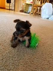 Yorkshire Terrier Puppy for sale in AURORA, IL, USA