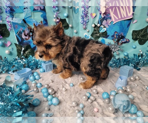 Medium Photo #3 Yorkshire Terrier Puppy For Sale in HARKER HEIGHTS, TX, USA