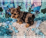 Elderberry - Male Yorkshire Terrier Puppy for Sale - Photo #3