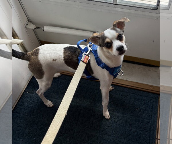 Medium Photo #1 Chihuahua-Unknown Mix Puppy For Sale in St. Louis Park, MN, USA