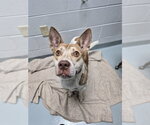 SOLAR - Male Siberian Husky-Unknown Mix Dog for Adoption - Small photo