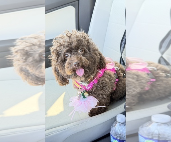 Medium Photo #1 Pyredoodle (Toy) Puppy For Sale in FORT MYERS, FL, USA