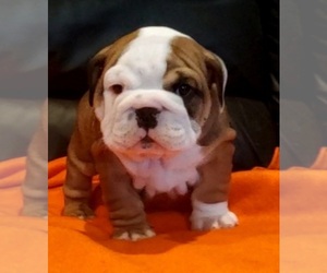 Bulldog Puppy for sale in FOWLERVILLE, MI, USA
