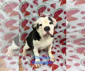 Olde English Bulldogge Puppy for sale in LORAIN, OH, USA