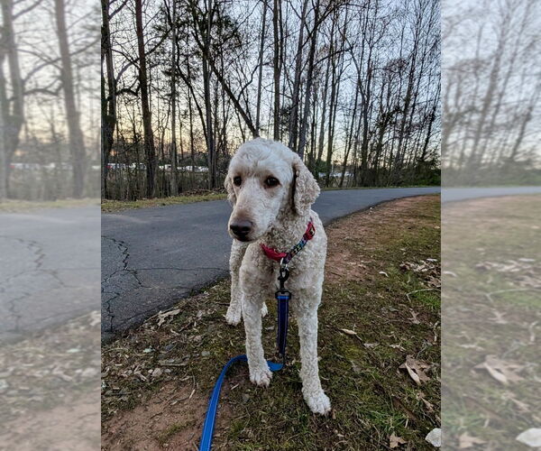 Medium Photo #3 Mutt Puppy For Sale in Mooresville, NC, USA