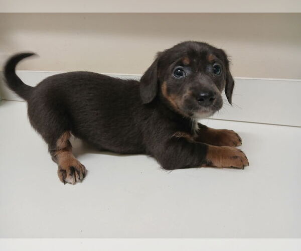 Medium Photo #5 Chiweenie Puppy For Sale in CANTON, GA, USA
