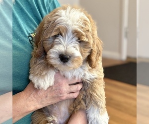 Bernedoodle (Miniature) Puppy for sale in ROY, UT, USA