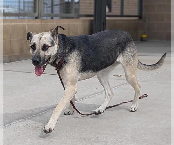 Medium Photo #1 German Shepherd Dog-Unknown Mix Puppy For Sale in Denver, CO, USA
