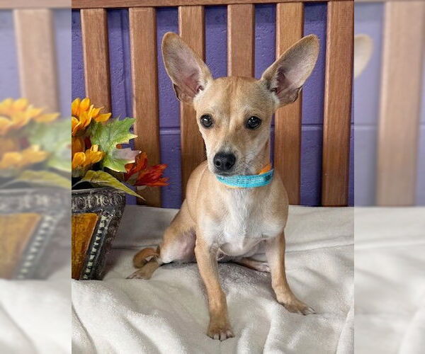 Medium Photo #2 Chihuahua-Unknown Mix Puppy For Sale in Genesee, WI, USA