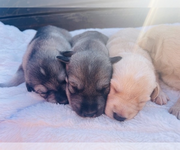 Medium Photo #5 Goldendoodle-Siberian Husky Mix Puppy For Sale in DOUGLASVILLE, GA, USA