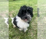 Small #14 Poodle (Miniature)-ShihPoo Mix