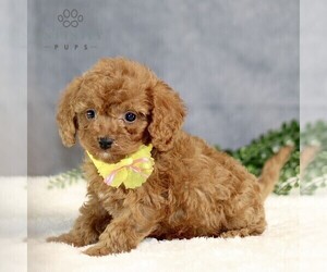 Cavapoo Puppy for sale in BIRD IN HAND, PA, USA
