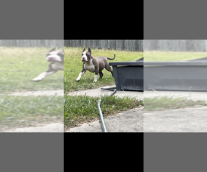 American Bully Puppy for sale in HARLEM, GA, USA