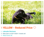 Image preview for Ad Listing. Nickname: Yellow