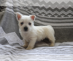 West Highland White Terrier Puppy for sale in SHILOH, OH, USA