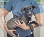 Small #1 Siberian Husky Mix