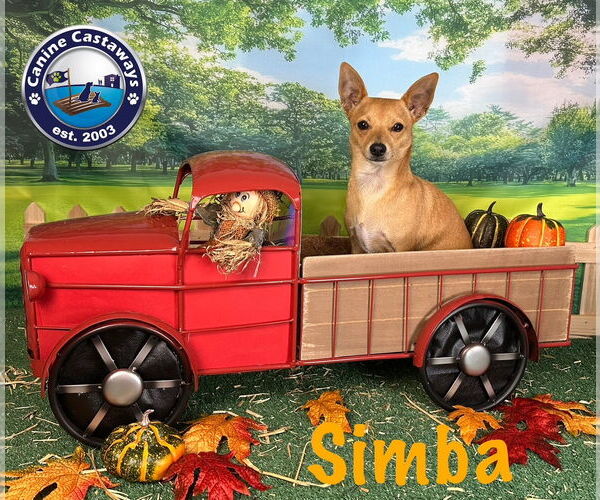 Medium Photo #4 Chihuahua Puppy For Sale in Arcadia, FL, USA