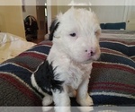 Puppy Daisy Sheepadoodle