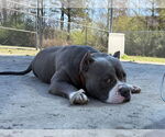 Small #1 Bulldog Mix