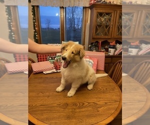 Collie Puppy for Sale in CELINA, Ohio USA