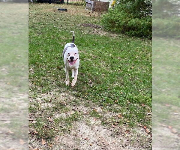 Medium Photo #8 American Bulldog-Unknown Mix Puppy For Sale in Cary, NC, USA