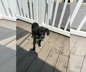 Labbe Dogs for adoption in Mechanicsburg, PA, USA