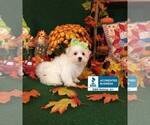 Small Photo #2 Maltese Puppy For Sale in WINNSBORO, LA, USA